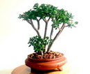 Jade Tree